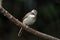 Grey bushchat