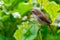 Grey Bushchat (female)