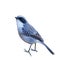 Grey Bushchat or Saxicola Ferrea,  beautiful grey bird isolated perching on branch with white background.