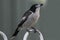 Grey Butcher bird