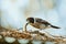 Grey Butcherbird eating a lizard