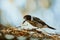 Grey Butcherbird eating a lizard