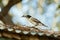 Grey Butcherbird eating a lizard