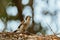 Grey Butcherbird eating a lizard