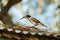 Grey Butcherbird eating a lizard