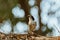 Grey Butcherbird eating a lizard