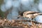 Grey Butcherbird eating a lizard