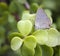 Grey Butterfly Lands On A Succulent Plant