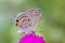 Grey butterfly on pink flower