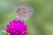 Grey butterfly on purple flower