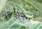 Grey cabbage aphids on kale leaf