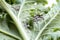 Grey cabbage aphids on kale leaf