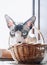 Grey Canadian sphynx cat sitting in a basket. Beautiful purebred hairless anadian sphynx cat with gray eyes