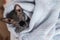 Grey Canadian sphynx kitten sleeping in knitted jumper.