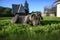 Grey cane corso puppy lying down on green grass, wide angle shot