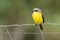 Grey-capped Flycatcher