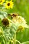 Grey-capped greenfinch in Sunflower Field of Changsha Botanical Garden