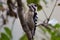 Grey capped pygmy woodpecker