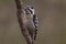 Grey capped pygmy woodpecker