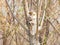 Grey-capped Pygmy Woodpecker building nests