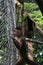 A grey capuchin monkey, cebus albifrons exitingly following something outside the cage