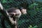 A grey capuchin monkey, cebus albifrons sitting on a branch looking angry