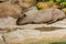 Grey Capybara sleeping in the zoo