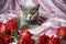 Grey Cat Amongst Red Roses on Silk