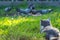 Grey cat of the British breed hunts birds, pigeons