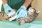 Grey cat with broken leg at vet surgery. Male doctor veterinarian with stethoscope is bandaging paw of grey cat at vet clinic