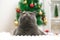 Grey cat chartreuse examines what the owners are doing near Christmas tree in anticipation of the holiday. New Year and