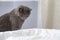 Grey cat chartreux plays with man's hand peeking out from under the blanket. Games with pets in bed. A domestic gray