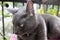 Grey cat in closeup