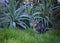 Grey cat with green eyes in the tropical thickets