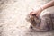 Grey cat on the ground with stroking massage head cat by asian girl hand touching gentle , pet background