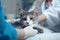 grey cat in the hand of veterinarian, AI generated
