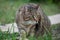 Grey cat looking preys in a garden