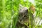 Grey cat lying on the ground between the green tops of carrots