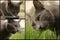 Grey cat mosaic mix collage