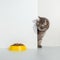 Grey cat peeps out of the corner, animal emotions, looks at a bowl of food, on a white background, concept. Copy space