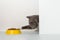 Grey cat peeps out of the corner, animal emotions, looks at a bowl of food, on a white background, concept. Copy space