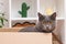 A grey cat is playing in a cardboard box. A gray cat is hunting for a toy. The cat is a predator. The attentive gaze of