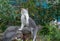 Grey cat playing in garden with beautiful lighting at sunset