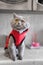 Grey cat in red suit