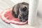 A grey cat is resting near a scratching post