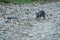 Grey Cat Running on Stones