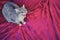 Grey cat scared and hissing on red bed, copy space background