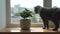 A grey cat of the Scottish fold breed sits on the windowsill