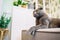 Grey cat scottish fold lies and rests on the sofa in the modern living room with a white shelving