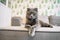 Grey cat scottish fold lies and rests on the sofa in the modern living room with a white shelving